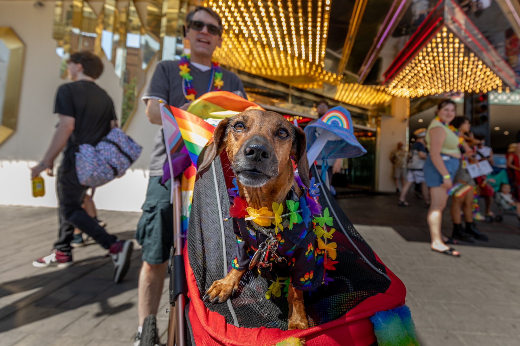 Dogs wearing pride colors pose for photos in front of Downtown Reno casinos during the Northern Nevada Pride parade on Saturday, July 22, 2023. (Trevor Bexon/The Nevada Independent)